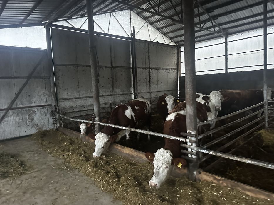 Vand junici si vaci baltata romaneasca !