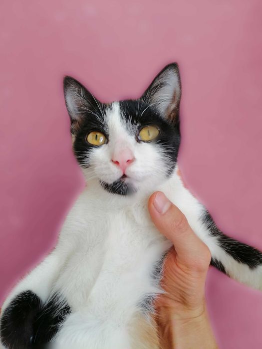 Котёнок 3-х цветный, uy mushuk