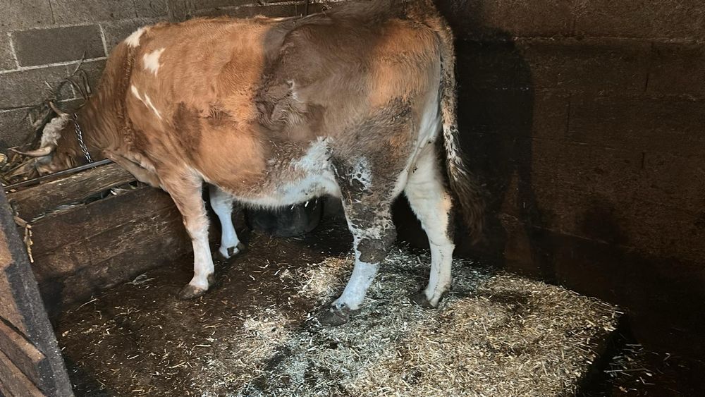 Vaca bălțată românească