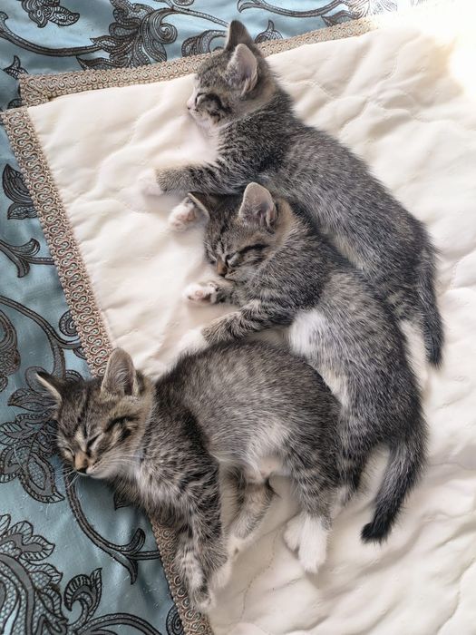 Ищем дом котятам