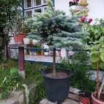 Brăduț argintiu 80cm