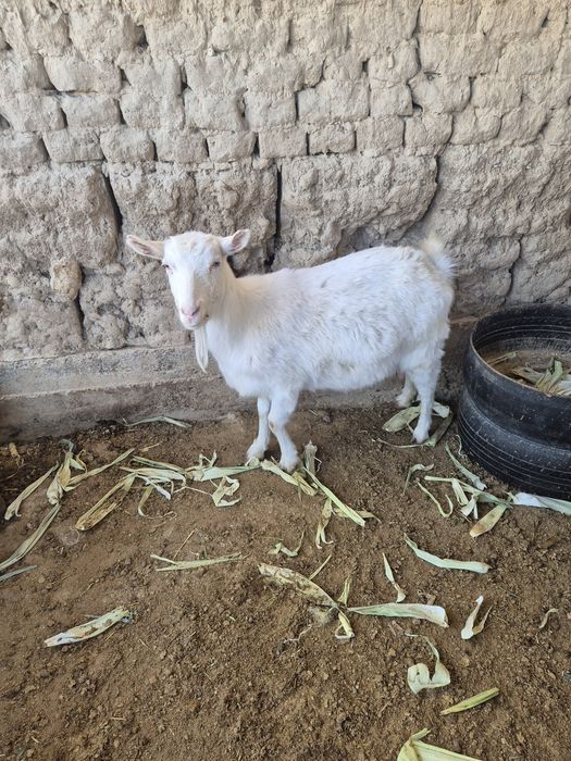 орыс ешкі сатылады сүтті