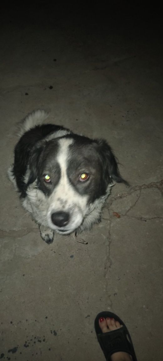 Пропала собака  в районе Дср