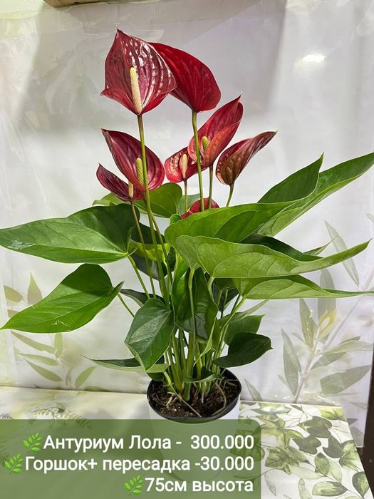 Антуриумы разных сортов