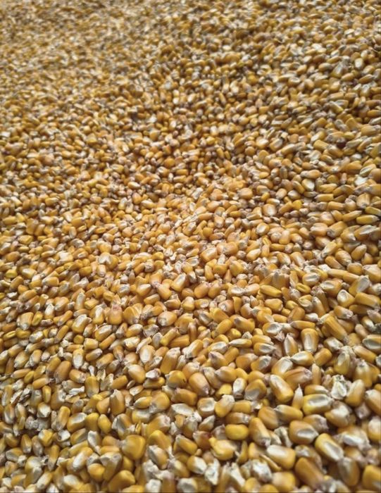 Porumb 2025 12% umiditate