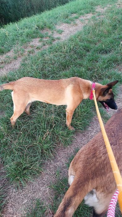 Donez Femela Malinois