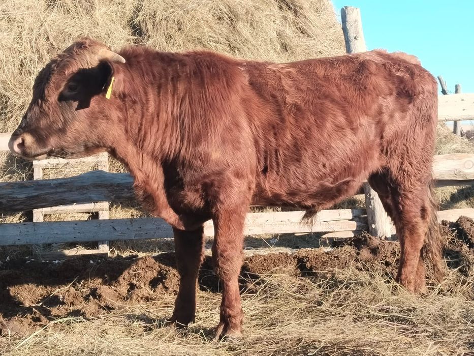 Коровы и быки продается