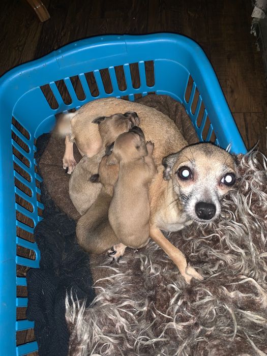 Пясъчни Мини Пинчери