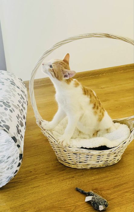 Подаряват се котенца