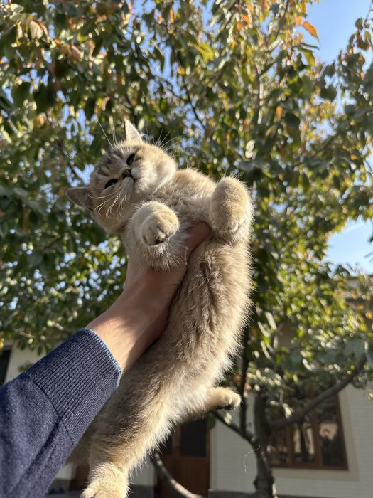 Скотиш страйт/шиншилла девочка
