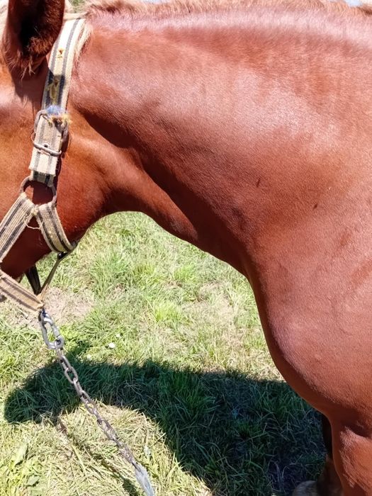 vând mânz  mai multe detalii la telefon