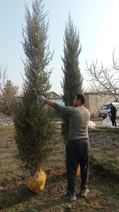 Archalar . Sasna . majvenik.galuboy gepars