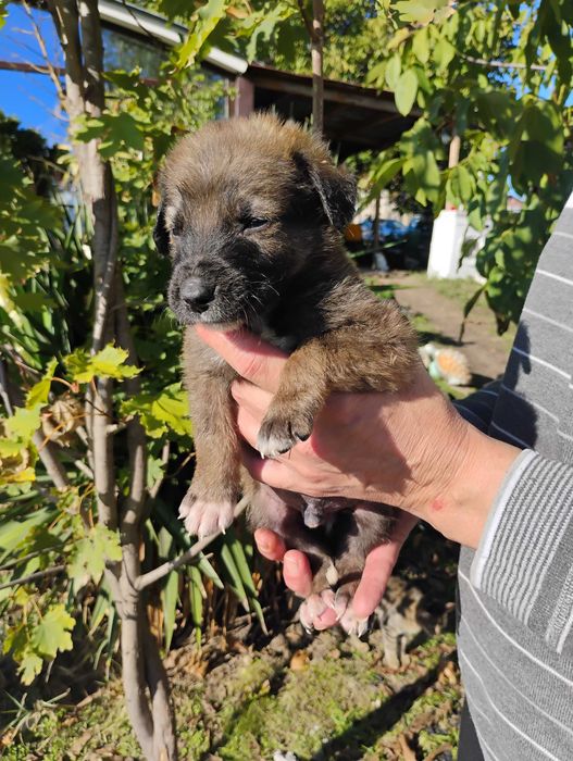 Малиноа Белгийска овчарка