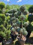 Vând plante ornamentale