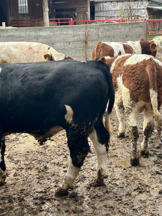 Vând vitei informați la telefon