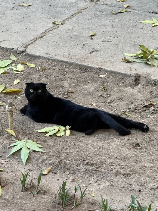 Отдадим роскошного кота