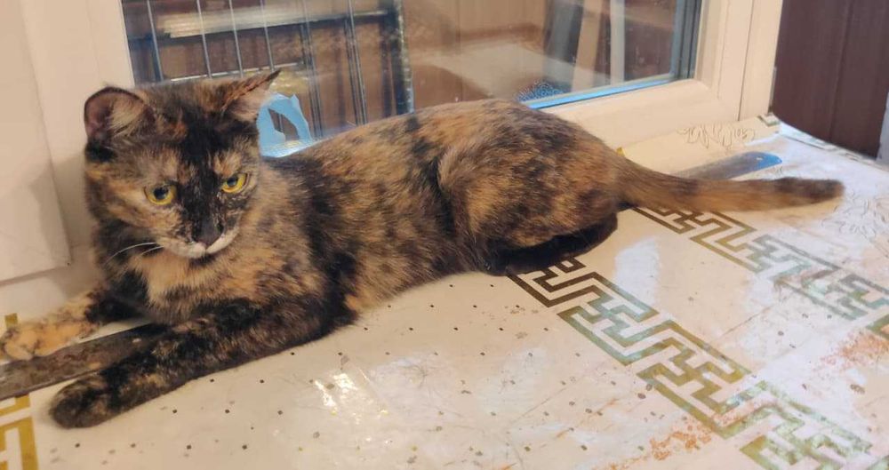 Отдам кошку в добрые руки