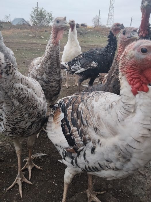 Продам индюков 4месяцев