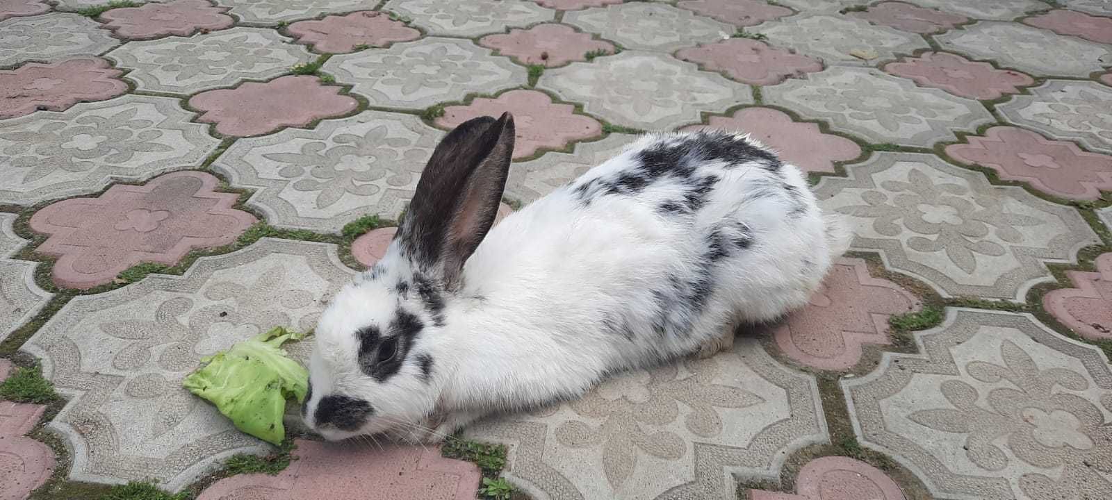 Vand Iepuri fluture si albi, pui.