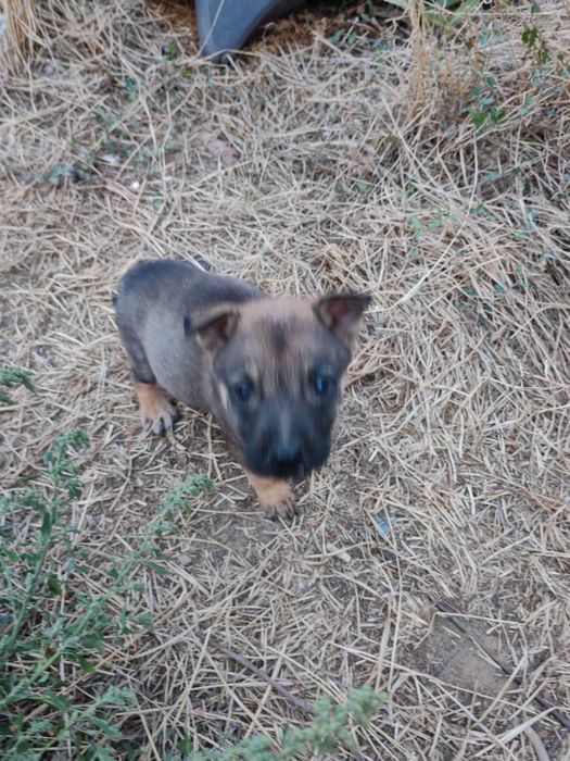 Pui caine lup - adoptie - se platesc decat vaccinurile efectuate
