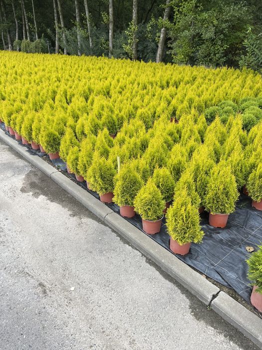 Tuia-plante de ornament și pominfructiferi
