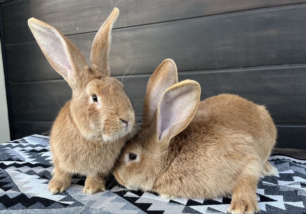 Iepuri uriaș german(masculi)