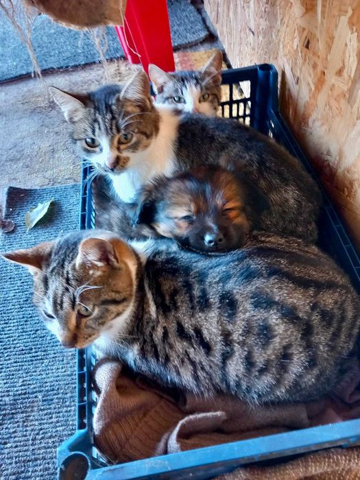 Donez catelus talie mica - 2 luni