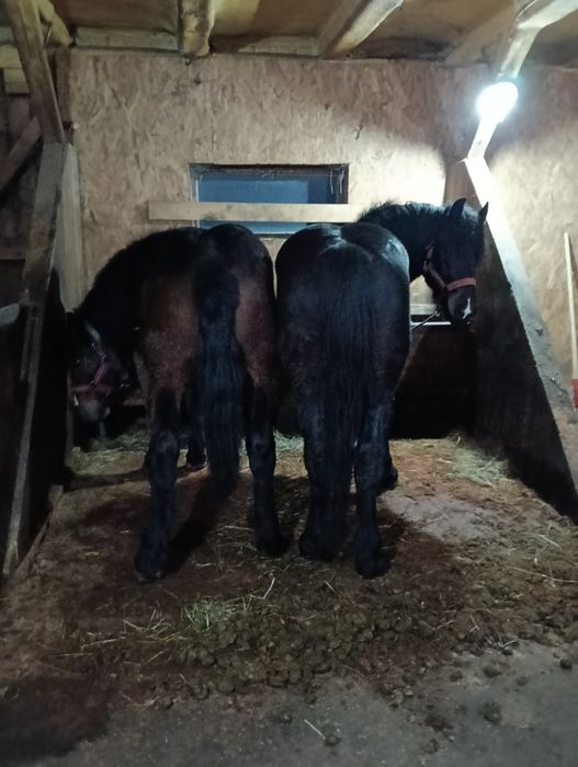 Vând doi armăsari cu vârsta de 2 și 3 ani