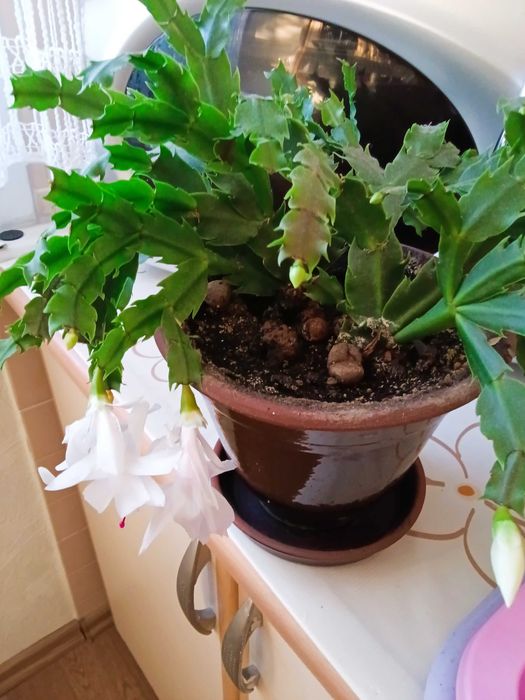 Цветок Декабрист ( Шлюмбергера) белый голландский