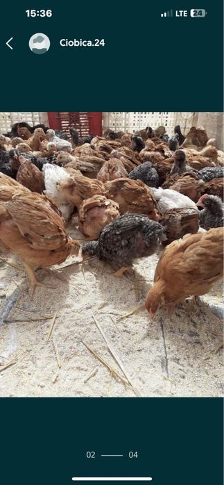 Pui de carne si rasa mixta