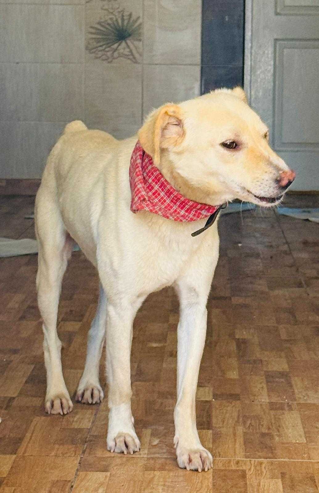 Snowy & Foxy - prieteni care visează la ACASĂ