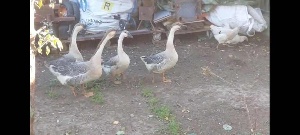 Gaste lesesti chinezesti