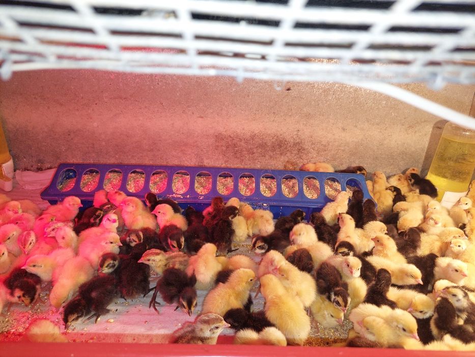 Vând prepelite 5 rase