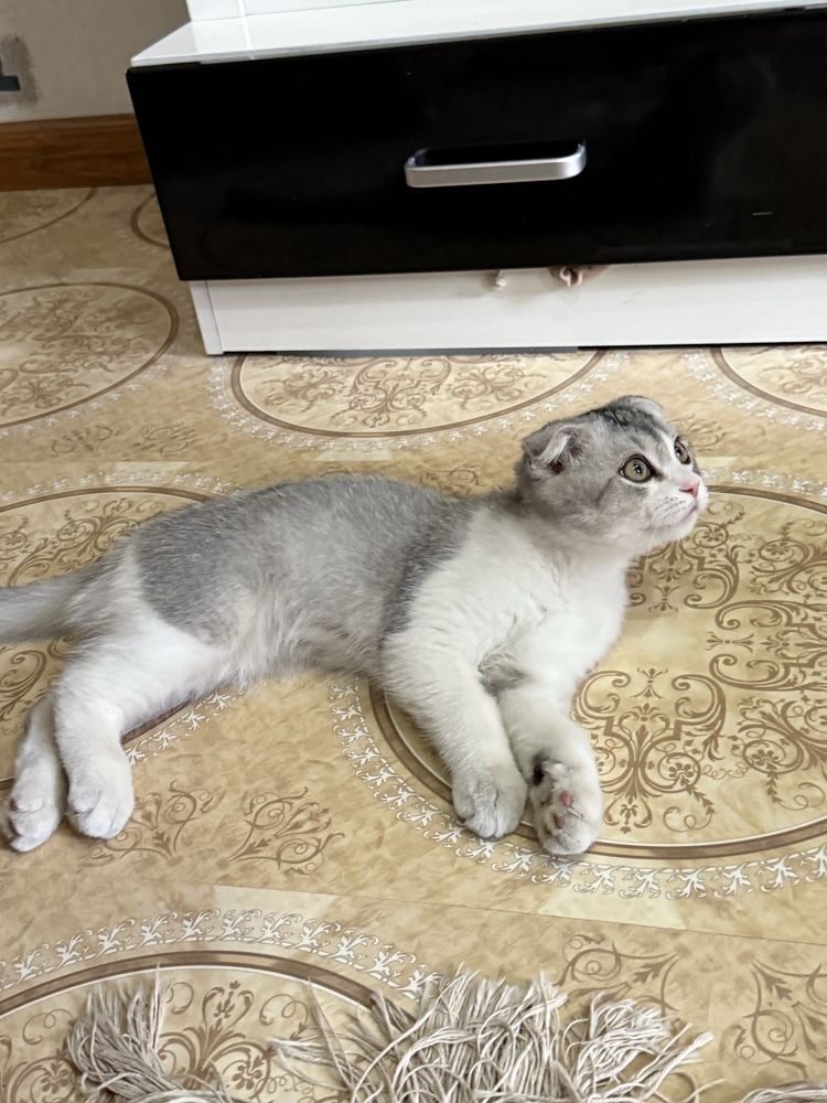 Скоттиш Фолд -  Scottish Fold