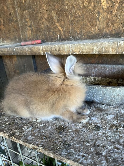 Porumbei iepuri rate pitice