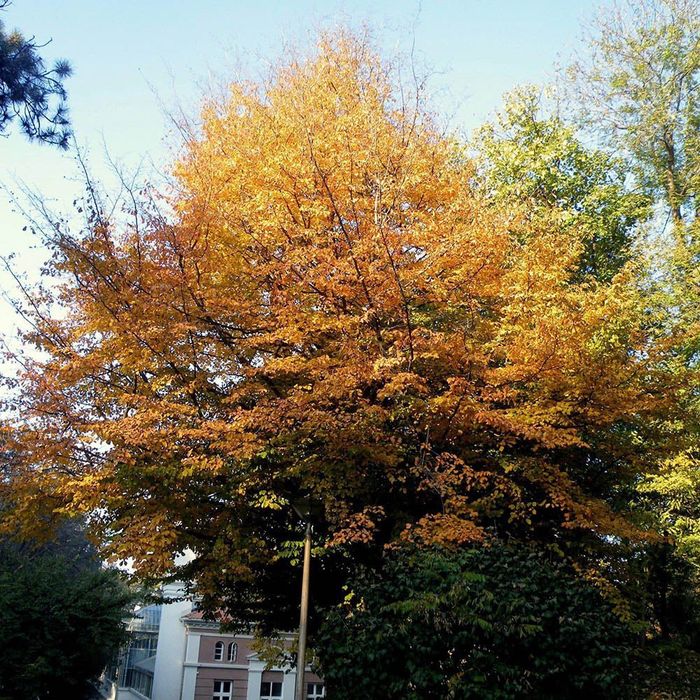 Arborele de fier persan