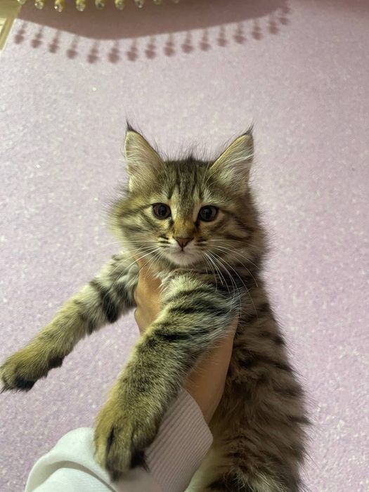 Mushuk tekinga beraman