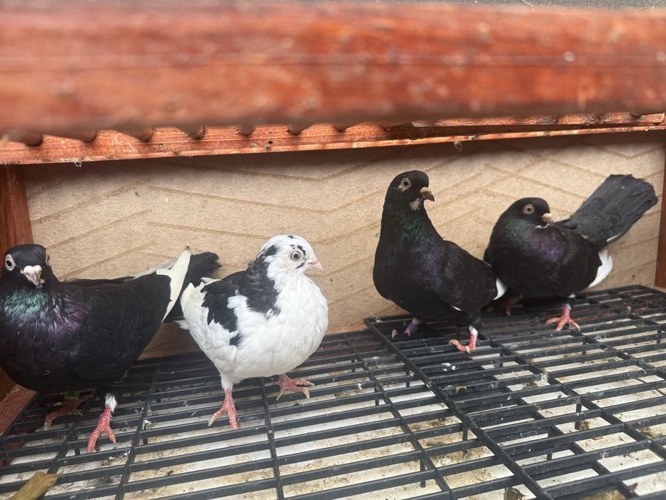 Porumbei rolari si galateni