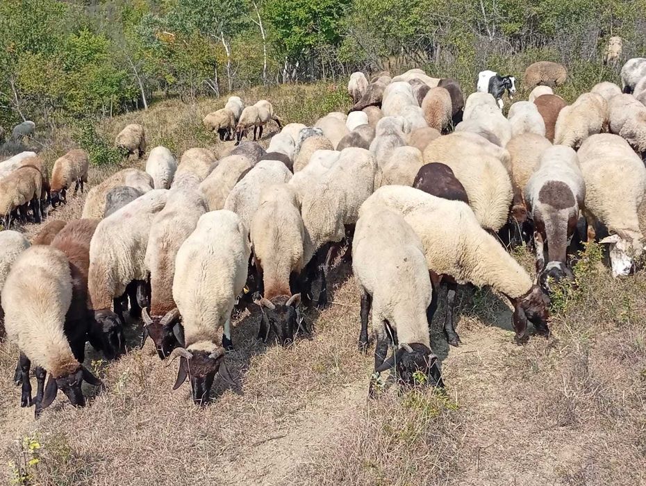 Vand miei cărăbaș de anul acesta