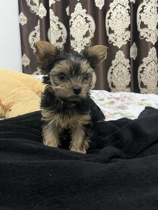 Yorkshire terrier de talie mica