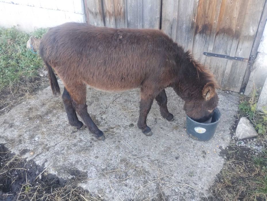 Măgar 1 an de vânzare