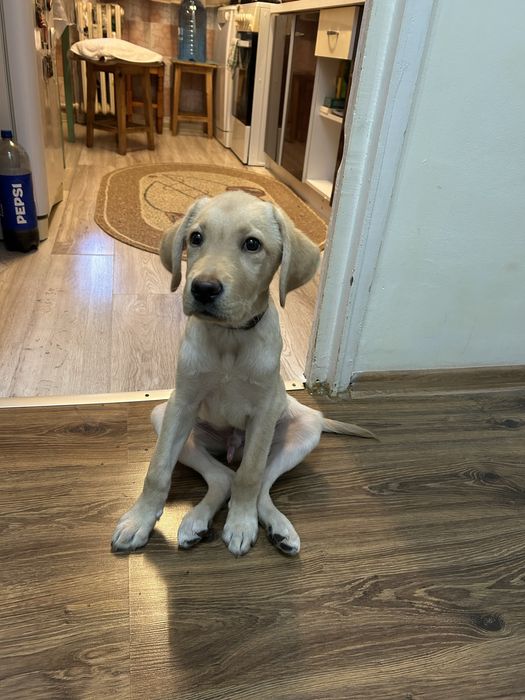 Labrador retriver