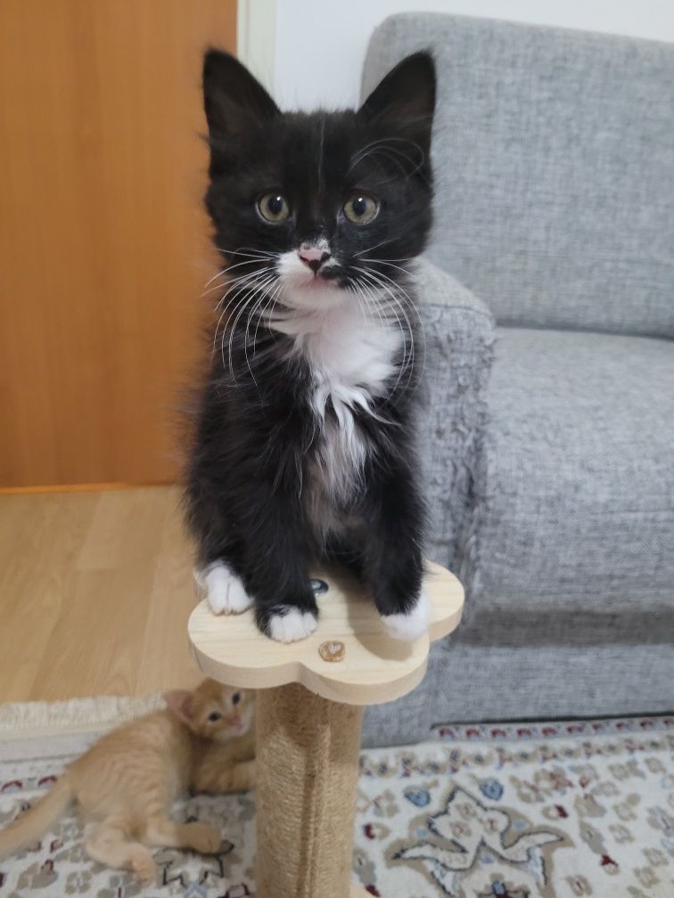 Котята ищут любящую,  заботлевую семью.