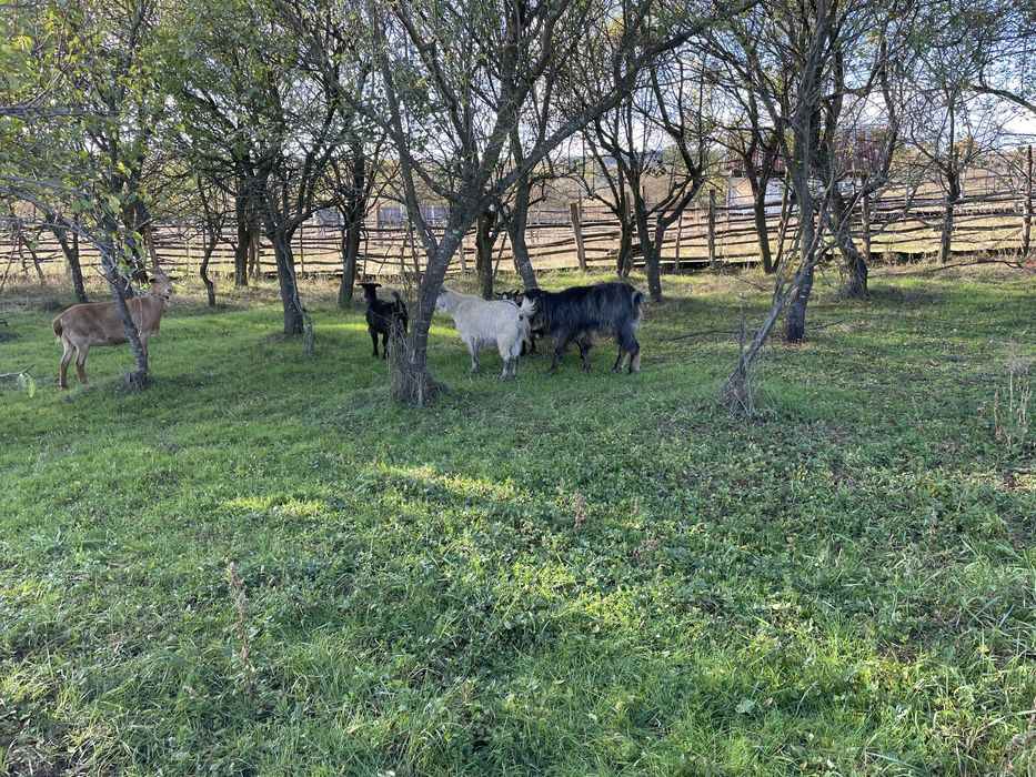 Vand capre bine intretinute