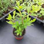 Plante ornamentale  (Ligustrum, forsythia, buddleja, weigela etc)