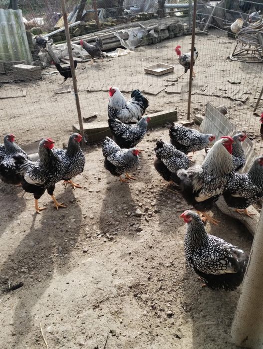 Vand wyandott arghintiu