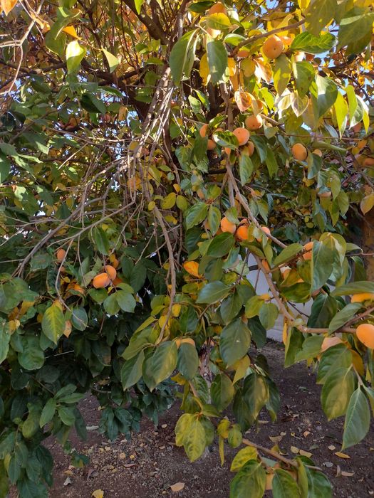 Райска ябълка ..