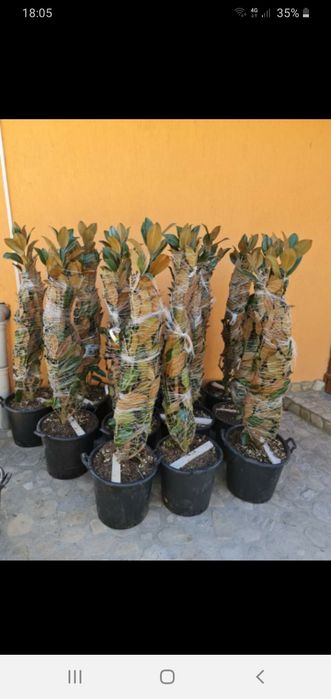 Vând tuia smarald columna braband lelandy spirale pon pon