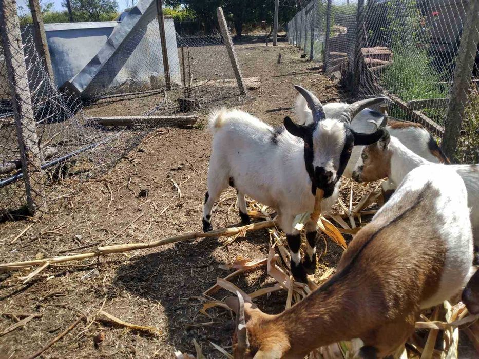 Холандски мини козички