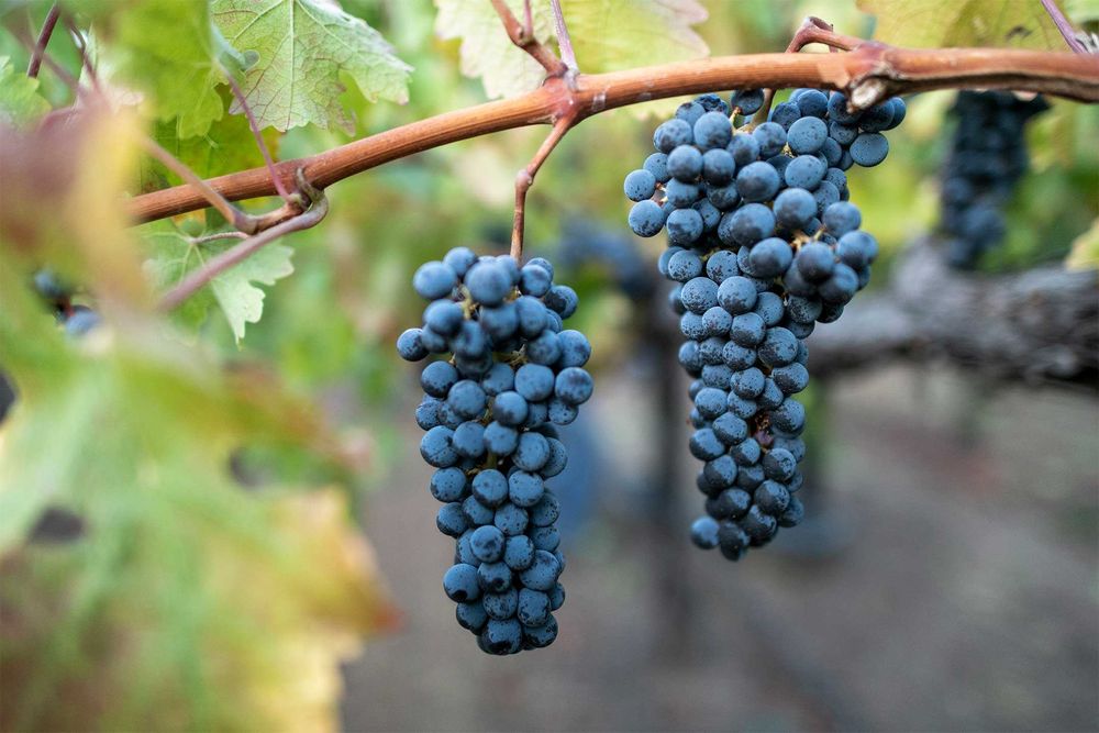 Struguri Cabernet Sauvignon de vânzare